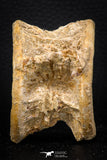 08036 - Top Beautiful 2.72 Inch Enchodus libycus Vertebra Bone Late Cretaceous