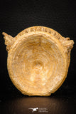 08036 - Top Beautiful 2.72 Inch Enchodus libycus Vertebra Bone Late Cretaceous