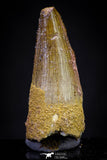 20888 - Well Preserved 1.25 Inch Spinosaurus Dinosaur Tooth Cretaceous