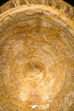 08036 - Top Beautiful 2.72 Inch Enchodus libycus Vertebra Bone Late Cretaceous