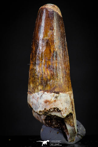 20889 - Well Preserved 1.30 Inch Spinosaurus Dinosaur Tooth Cretaceous