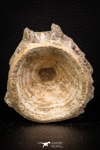 08037 - Top Beautiful 2.42 Inch Enchodus libycus Vertebra Bone Late Cretaceous