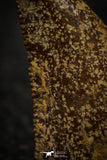 22318 - Beautiful 0.74 Inch Abelisaur Dinosaur Tooth Cretaceous KemKem Beds