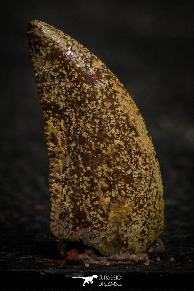 22318 - Beautiful 0.74 Inch Abelisaur Dinosaur Tooth Cretaceous KemKem Beds