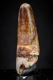 20889 - Well Preserved 1.30 Inch Spinosaurus Dinosaur Tooth Cretaceous