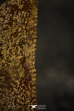 22318 - Beautiful 0.74 Inch Abelisaur Dinosaur Tooth Cretaceous KemKem Beds