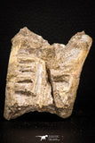 08037 - Top Beautiful 2.42 Inch Enchodus libycus Vertebra Bone Late Cretaceous