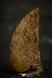 22318 - Beautiful 0.74 Inch Abelisaur Dinosaur Tooth Cretaceous KemKem Beds