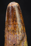 20889 - Well Preserved 1.30 Inch Spinosaurus Dinosaur Tooth Cretaceous