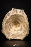 08037 - Top Beautiful 2.42 Inch Enchodus libycus Vertebra Bone Late Cretaceous