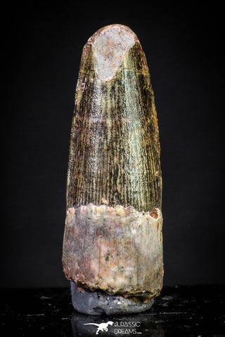 20890 - Well Preserved 1.02 Inch Spinosaurus Dinosaur Tooth Cretaceous