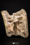 08037 - Top Beautiful 2.42 Inch Enchodus libycus Vertebra Bone Late Cretaceous