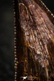 22319 - Well Preserved 0.72 Inch Serrated Abelisaur Dinosaur Tooth Cretaceous KemKem Beds