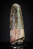 20890 - Well Preserved 1.02 Inch Spinosaurus Dinosaur Tooth Cretaceous