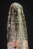20890 - Well Preserved 1.02 Inch Spinosaurus Dinosaur Tooth Cretaceous
