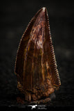 22319 - Well Preserved 0.72 Inch Serrated Abelisaur Dinosaur Tooth Cretaceous KemKem Beds