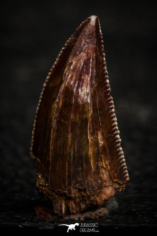 22319 - Well Preserved 0.72 Inch Serrated Abelisaur Dinosaur Tooth Cretaceous KemKem Beds
