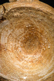 08038 - Top Beautiful 2.64 Inch Enchodus libycus Vertebra Bone Late Cretaceous