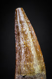 20891 - Well Preserved 0.89 Inch Spinosaurus Dinosaur Tooth Cretaceous