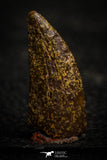 22320 - Beautiful 0.78 Inch Abelisaur Dinosaur Tooth Cretaceous KemKem Beds