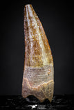 20891 - Well Preserved 0.89 Inch Spinosaurus Dinosaur Tooth Cretaceous