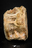 08038 - Top Beautiful 2.64 Inch Enchodus libycus Vertebra Bone Late Cretaceous