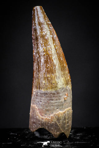 20891 - Well Preserved 0.89 Inch Spinosaurus Dinosaur Tooth Cretaceous