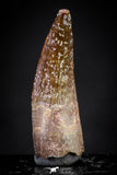 20891 - Well Preserved 0.89 Inch Spinosaurus Dinosaur Tooth Cretaceous