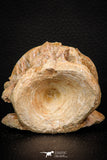 08038 - Top Beautiful 2.64 Inch Enchodus libycus Vertebra Bone Late Cretaceous