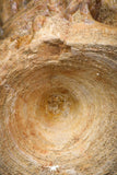 08038 - Top Beautiful 2.64 Inch Enchodus libycus Vertebra Bone Late Cretaceous