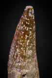 20891 - Well Preserved 0.89 Inch Spinosaurus Dinosaur Tooth Cretaceous