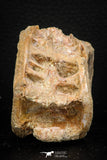08038 - Top Beautiful 2.64 Inch Enchodus libycus Vertebra Bone Late Cretaceous