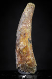20892 - Nice 1.40 Inch Pterosaur (Coloborhynchus) Tooth Cretaceous KemKem