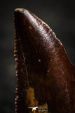 22321 - Dark Serrated 0.81 Inch Abelisaur Dinosaur Tooth Cretaceous KemKem Beds