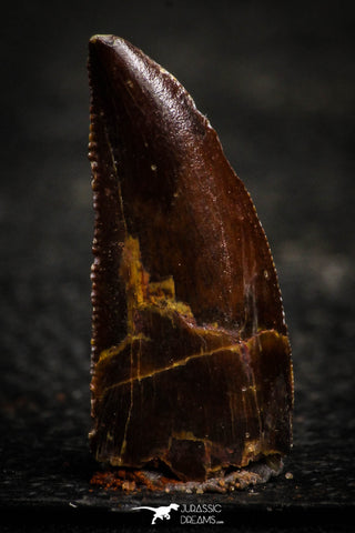 22321 - Dark Serrated 0.81 Inch Abelisaur Dinosaur Tooth Cretaceous KemKem Beds