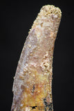 20892 - Nice 1.40 Inch Pterosaur (Coloborhynchus) Tooth Cretaceous KemKem
