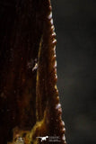 22321 - Dark Serrated 0.81 Inch Abelisaur Dinosaur Tooth Cretaceous KemKem Beds