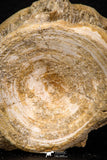 08039 - Top Beautiful 2.58 Inch Enchodus libycus Vertebra Bone Late Cretaceous