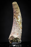 20892 - Nice 1.40 Inch Pterosaur (Coloborhynchus) Tooth Cretaceous KemKem