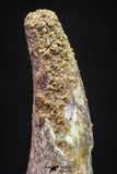 20892 - Nice 1.40 Inch Pterosaur (Coloborhynchus) Tooth Cretaceous KemKem