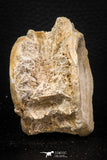 08039 - Top Beautiful 2.58 Inch Enchodus libycus Vertebra Bone Late Cretaceous