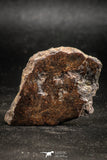 06293 - Nice Polished Section NWA Unclassified L-H Type Ordinary Chondrite Meteorite 14.0g