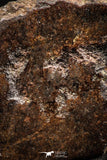 06293 - Nice Polished Section NWA Unclassified L-H Type Ordinary Chondrite Meteorite 14.0g