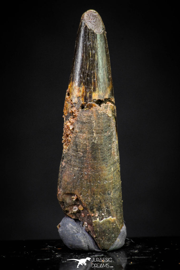 20893 - Nice 1.23 Inch Pterosaur (Coloborhynchus) Tooth Cretaceous KemKem