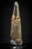 20893 - Nice 1.23 Inch Pterosaur (Coloborhynchus) Tooth Cretaceous KemKem