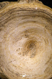 08039 - Top Beautiful 2.58 Inch Enchodus libycus Vertebra Bone Late Cretaceous