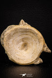 08039 - Top Beautiful 2.58 Inch Enchodus libycus Vertebra Bone Late Cretaceous