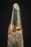20893 - Nice 1.23 Inch Pterosaur (Coloborhynchus) Tooth Cretaceous KemKem