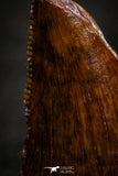 22323 - Beautiful 0.86 Inch Serrated Abelisaur Dinosaur Tooth Cretaceous KemKem Beds