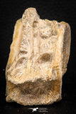 08039 - Top Beautiful 2.58 Inch Enchodus libycus Vertebra Bone Late Cretaceous